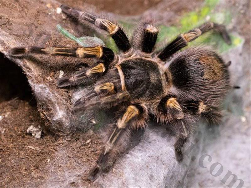 Grammostola Pulchripes Altın Bacak L5 L6  Burada